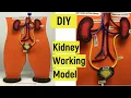 Kidney working model Science project model Urinary system 3D working model diy