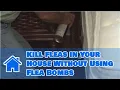 Download Lagu Home Pest Control : How to Kill Fleas in Your House Without Using Flea Bombs