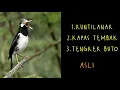 Download Lagu jalak suren🧶 kuntilanak, kapas tembak, tengkek buto