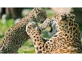 Download Lagu Free jaguar roar sound effect