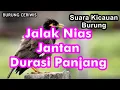 Download Lagu Suara Kicauan Burung Jalak Nias Jantan Gacor Durasi Panjang 1 Jam