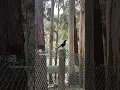 Download Lagu 🎤That Singer 🐦‍⬛🥰#kundaladam #munnar #munnar❤️ #dailyvlog #wildlifephotography 04/09/2025