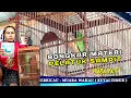 Download Lagu CUCAK IJO ' RAJAPATI '  BONGKAR MATERI ISIAN PELATUK BERAS DI GANTANGAN LOMBA BURUNG BERKICAU