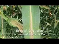Season 2 Episode 12 Nitrogen Recommendations for Corn