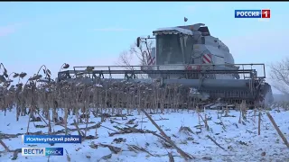 Впервые омские аграрии приступили к уборке подсолнечника в декабре