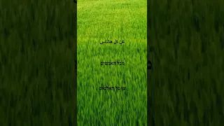 ما في منك عزيز مرقة                  ما في منك  عزيز مرقة                دندنها