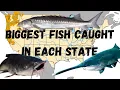 The Biggest Fish Caught In Every State and location