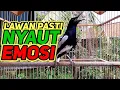 Download Lagu terapi dasar buat mancing kacer bahan agar cepat bunyi dan gacor semua jenis kacer dijamin nyaut