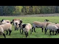 Lagu Élevage de moutons : des agneaux en liberté
