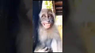  لما حظ يضحك عليا    اليسون ميديا                   ضحك            حظ   ترند   مجنون   ضحك مستمر   دندنها