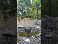 Download Lagu 🐧white breasted waterhen bird sound 🦢!!