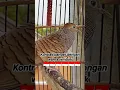 Download Lagu Masteran suara burung perkutut - panggilan pagi4548