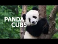 The Panda Cubs That Will Save Their Endangered Species Panda Nursery Documentary