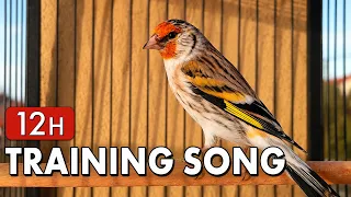 12h The Best Training Goldfnch 100% Song for all Birds