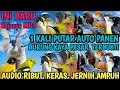 Download Lagu Sangar !! Suara Pikat Burcil Ini Mampu Bikin Semua Burcil Ngumpul Seketika Kaya pasar @smstachanel