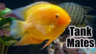 Download Top 10 Tank Mates for Severum Cichlids MP3