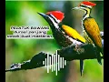 Download Lagu PELATUK BAWANG,durasi panjang cocok buat masteran