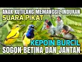 Download Lagu Suara Pikat Sogon Betina \u0026 Jantan Kombinasi Anakan Kutilang Ampuh Untuk Pikat Semua Burung Kecil