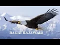 Download Lagu KU KAN TERBANG TINGGI BAGAI RAJAWALI (LIRIC)