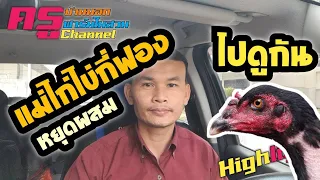 แม่ไก่ไข่กี่ฟองถึงหยุดผสม คลิปนี้มีคำแนะนำ