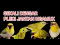 Download Lagu PLECI BETINA RIBUT MEMANGGIL JANTAN