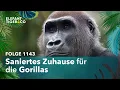 Download Lagu Neuer Boden für die Gorillas (Folge 1143) | Elefant, Tiger \u0026 Co. | MDR