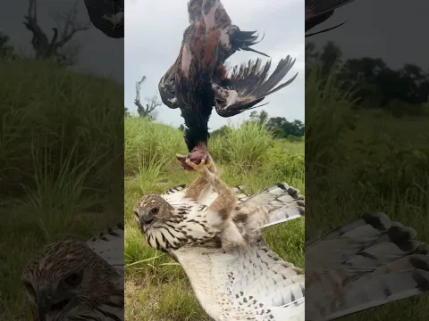 Hawk Eagle got a big birds of prey #wildlife #nature