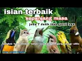 Download Lagu Masteran Murai batu Full Isian Tembakan | Cungkok-Kenari-Cililin-Katem-jenggot-Gereja tarung