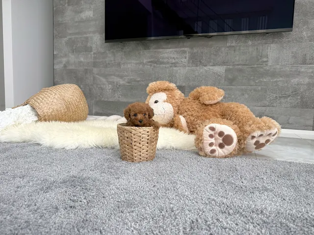 動画