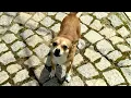 Download Lagu Efek Suara Anjing Kecil Menggonggong