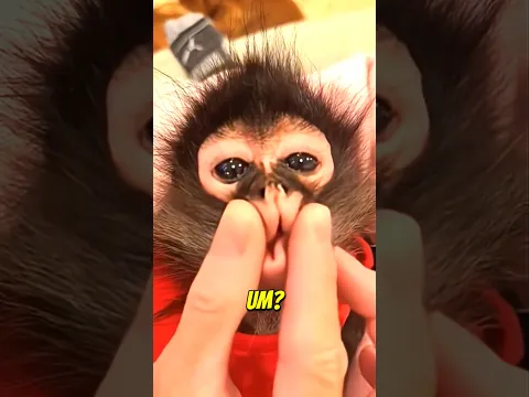Olha como é ter um MACACO-ARANHA de ESTIMAÇÃO! 🐒