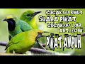 Download Lagu suara pikat cucak ijo ribut || pikat ampuh cucak ijo liar auto lengket parah