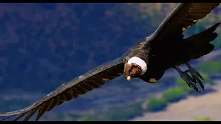 Colombia Magia Salvaje  Documental