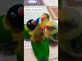 Download Lagu Love bird Sound (Paid Promotion Available) #short  #parrotsound