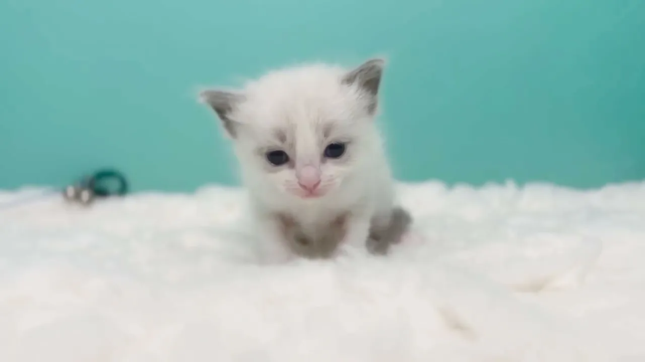 動画