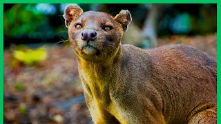 Fossa Animal  l O Predador que Domina as Florestas de Madagascar!