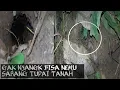 Download Lagu Tak Di sangka Sangka Menemukan Sarang Bajing Tanah Garis Tiga Waktu Membersihkan Pohon Salak