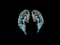 Sub Focus, Dimension - Ready To Fly (Visualiser)
