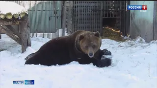 В Большереченском зоопарке из-за резкого потепления проснулся еще один медведь