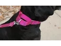 How To Use A Martingale Dog Collar