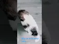 Download Lagu Bold dog alert lol #naughtypets  when he gonna stop bitten 😢