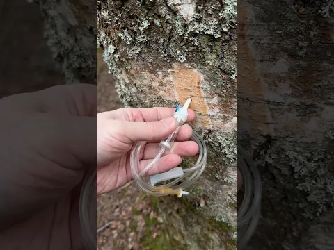 Collect birch sap near my old A-frame shelter 🛖Have a good day 🙂