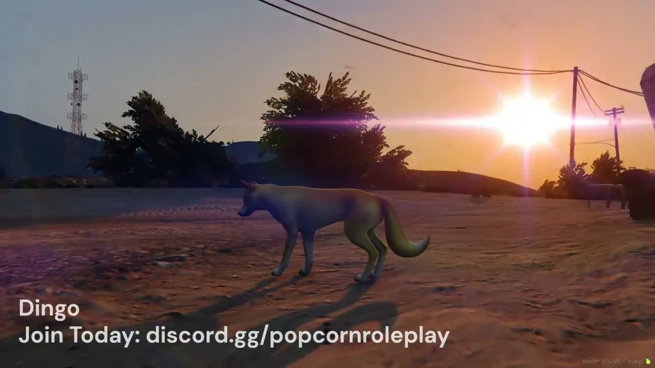 Dingo