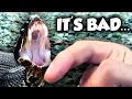 Lagu What Happens if a Cottonmouth BITES You? (ft. @FintasticFilms )