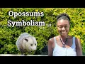Possum Spirit Animal Totem Becoming Unavailable