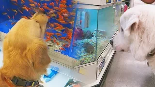 TRIP TO THE PET STORE - REACTING TO OTHER ANIMALS SCS