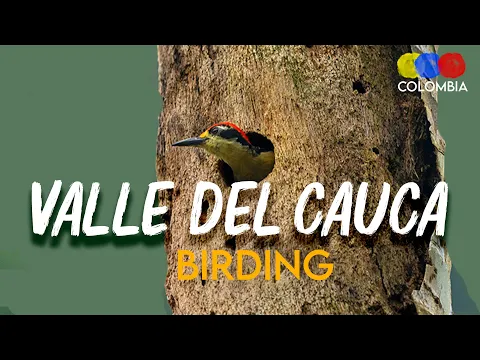 Birding in Valle del Cauca | Species & Hotspots