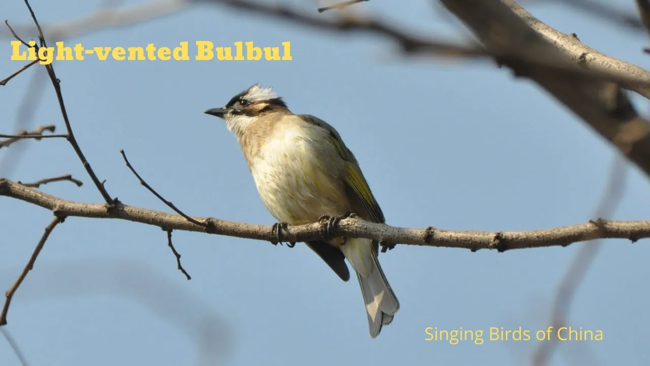 China Bird Songs Video: Light-vented Bulbul Chirping Birdsong Nature Sounds for Peace and Relaxation