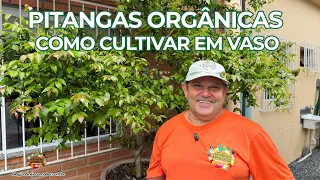 Pitanga Orgânica em Vaso | Como Cultivar no Pomar em Casa