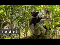 Indri lemurs: Primate of the Month